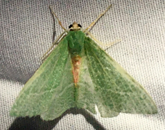Chlorosea roseitacta