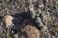 Coryphantha durangensis