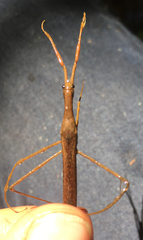 Ranatra quadridentata