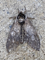 Ceratomia undulosa