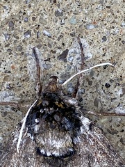 Ceratomia undulosa