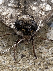 Ceratomia undulosa