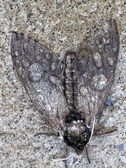 Ceratomia undulosa