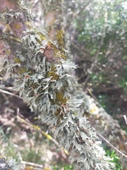 Ramalina lusitanica