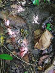 Erythrolamprus melanotus