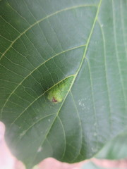 Insecta