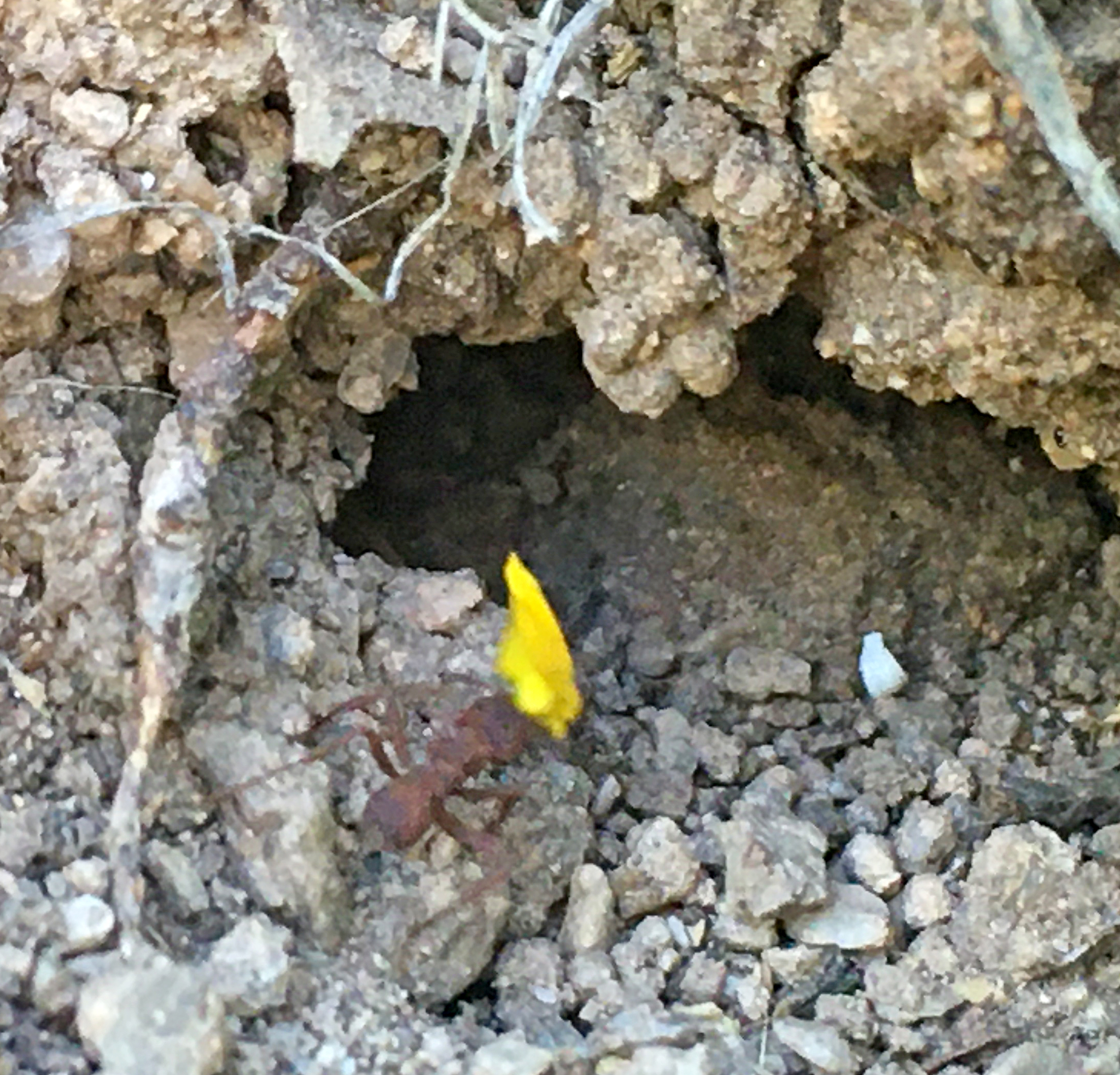 Trachymyrmex