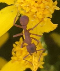 Trachymyrmex