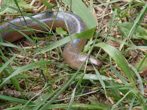 Greek Slowworm, Parnassos, Parnassos, Phocis, GR, photo 7 of 10