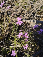 Jamesbrittenia foliolosa