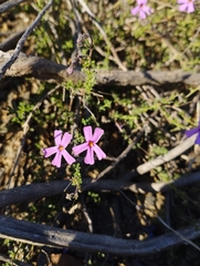Jamesbrittenia foliolosa