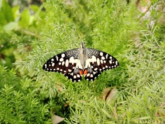 Papilio demoleus