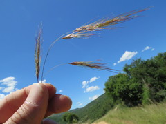 Aristida congesta barbicollis