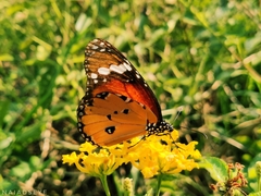 Danaus chrysippus