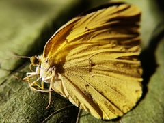 Eurema hecabe