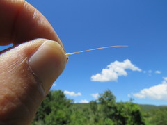 Aristida congesta barbicollis