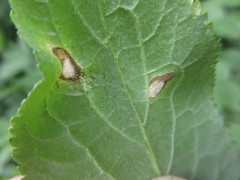 Insecta