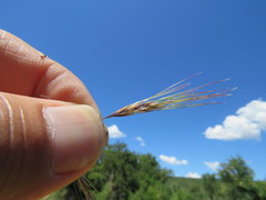 Aristida congesta barbicollis