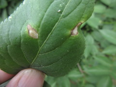 Insecta