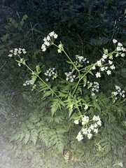 Anthriscus sylvestris