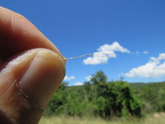 Aristida congesta barbicollis