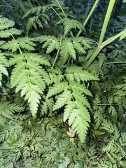 Anthriscus sylvestris