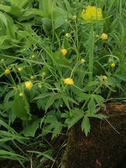 Ranunculus grandifolius