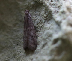 Ephestia elutella