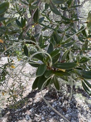 Cercocarpus ledifolius