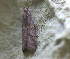 Ephestia elutella