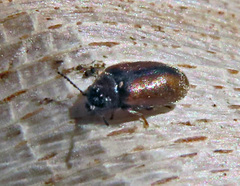 Contacyphon palustris