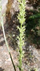 Platanthera leptopetala