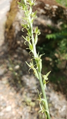 Platanthera leptopetala