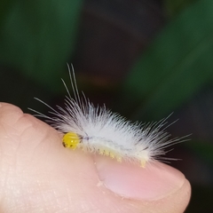 Cyanopepla fastuosa