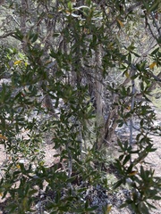 Cercocarpus ledifolius