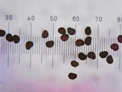 Sagina japonica
