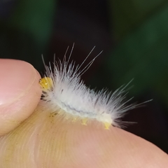 Cyanopepla fastuosa