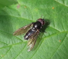 Cheilosia variabilis