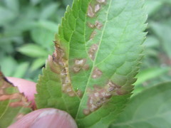 Insecta