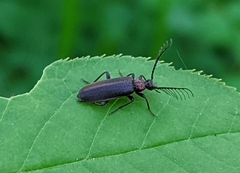 Schizotus cervicalis