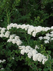 Spiraea nipponica