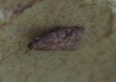 Ephestia elutella