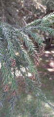 Cryptomeria japonica
