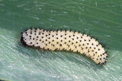 Periclista lineolata