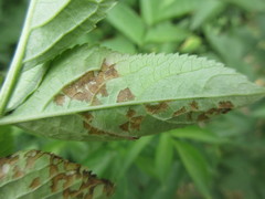 Insecta
