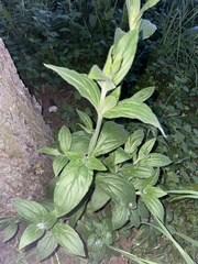 Silene latifolia alba