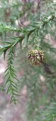 Cryptomeria japonica