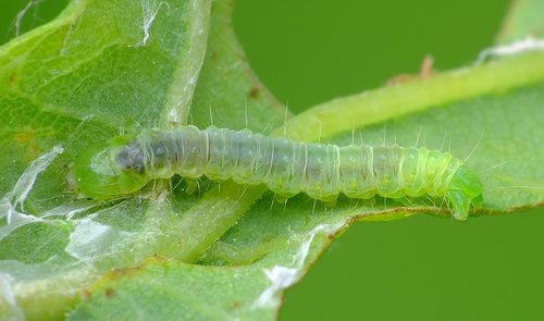 Dark Fruit-tree Tortrix