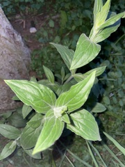 Silene latifolia alba