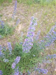 Echium vulgare